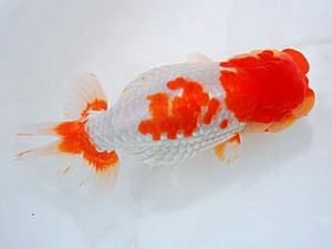 観魚会 脇行司二 鈴木義信 岡山県 観魚会 脇行司二 鈴木義信 岡山県