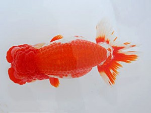 観魚会 西大関 齋藤一成 豊島区 観魚会 西大関 齋藤一成 豊島区