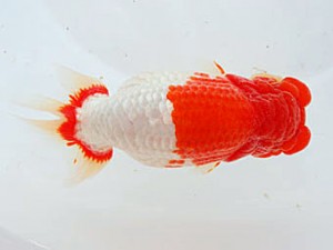 観魚会 立行司 高橋節夫 八広 観魚会 立行司 高橋節夫 八広