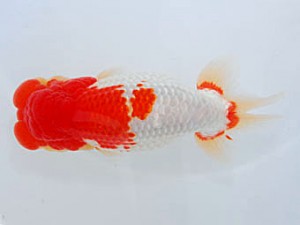 観魚会 取締一 篠 孝利 練馬区 観魚会 取締一 篠 孝利 練馬区