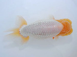 観魚会 取締二 齋藤一成 豊島区 観魚会 取締二 齋藤一成 豊島区