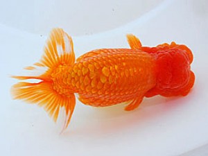 観魚会 東関脇 山田隆夫 東堀切 観魚会 東関脇 山田隆夫 東堀切