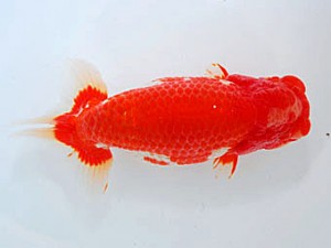 観魚会 西関脇 浅沼好三 朝霞市 観魚会 西関脇 浅沼好三 朝霞市