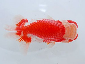 観魚会 東小結 柿沼佐吉 前橋市 観魚会 東小結 柿沼佐吉 前橋市