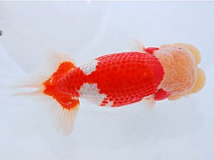 観魚会 西小結 片岡伸介 伊勢原市 観魚会 西小結 片岡伸介 伊勢原市