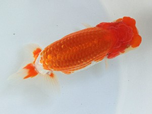 蘭優・観友 東大関 神谷隆志 蘭優・観友 東大関 神谷隆志