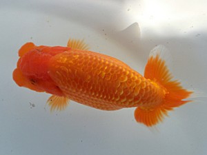 蘭優・観友 西大関 松田 勝 蘭優・観友 西大関 松田 勝