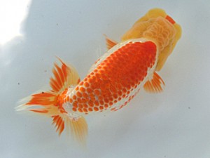 蘭優・観友 取締一 相馬健一 蘭優・観友 取締一 相馬健一