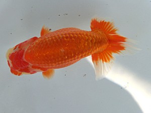 蘭優・観友 取締二 相馬健一 蘭優・観友 取締二 相馬健一