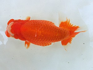 蘭優・観友 東大関 松田 勝 蘭優・観友 東大関 松田 勝