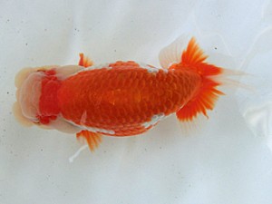 蘭優・観友 西大関 神谷隆志 蘭優・観友 西大関 神谷隆志