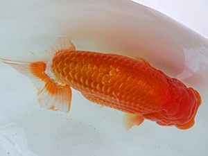 蘭優・観友 取締一 成田 賢 蘭優・観友 取締一 成田 賢