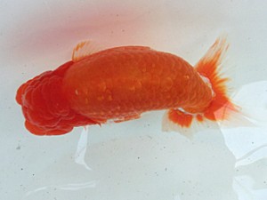 蘭優・観友 取締二 成田 賢 蘭優・観友 取締二 成田 賢