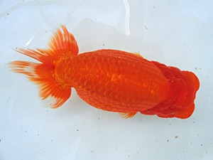 蘭優・観友 東大関 松田 勝 蘭優・観友 東大関 松田 勝