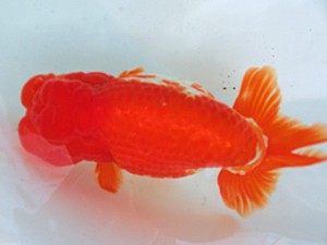 蘭優・観友 西大関 渡辺秀勝 蘭優・観友 西大関 渡辺秀勝