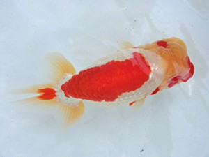 蘭優・観友 立行司 櫛引 力 蘭優・観友 櫛引 力