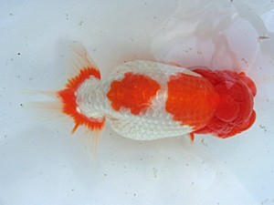 蘭優・観友 取締一 神谷裕二郎 蘭優・観友 取締一 神谷裕二郎