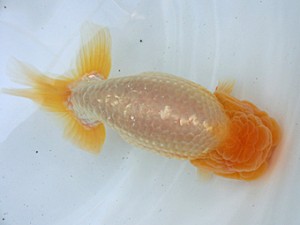 蘭優・観友 取締二 櫛引 力 蘭優・観友 取締二 櫛引 力