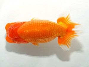 紀州らんちゅう同好会　東大関　伏木寿一　御坊市