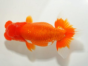 紀州らんちゅう同好会　立行司　山田芳人　愛知県