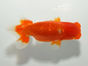 紀州らんちゅう同好会　取締二　中野　勇　相生市