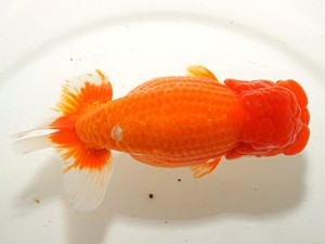 紀州らんちゅう同好会　東大関　山田芳人　愛知県