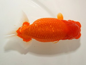 紀州らんちゅう同好会　取締一　高津晴彦　岐阜県