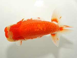 紀州らんちゅう同好会　東大関　樋口豊勝　貝塚市