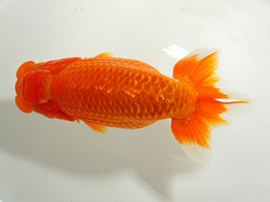 紀州らんちゅう同好会　西大関　平田博志　相生市