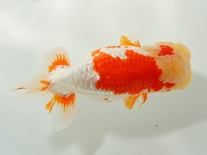 紀州らんちゅう同好会　平田博志　相生市