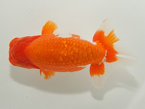 紀州らんちゅう同好会　取締一　中村和明　那智勝浦町