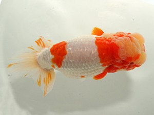 紀州らんちゅう同好会　取締二　岸崎朋生　紀宝町