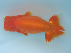 好鱗会　立行司　徳　佐藤徳正