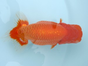 好鱗会　取締一　一馬　佐藤治美