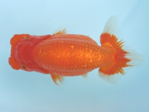 好鱗会　取締二　多摩奴　加納力一