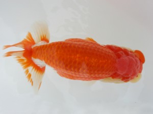 好鱗会　西大関　和光　小山内徹