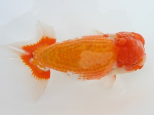 好鱗会　西大関（横綱）　弘斗　藤本武人