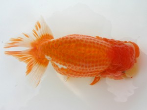 好鱗会　入間　神田太郎