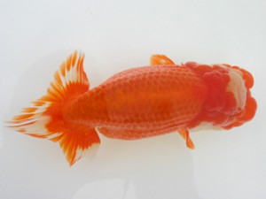 好鱗会　取締一　ムサシ　高津克人