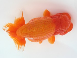 好鱗会　取締二　白糸台　原田勝彦