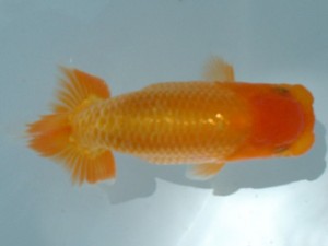 倉敷らんちゅう会 一席 浅口市 小笠原義照 倉敷らんちゅう会 一席 浅口市 小笠原義照