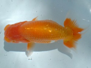 倉敷らんちゅう会 三席 浅口市 遠藤正一 倉敷らんちゅう会 三席 浅口市 遠藤正一