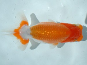 倉敷らんちゅう会 五席 倉敷市 大森時夫 倉敷らんちゅう会 五席 倉敷市 大森時夫