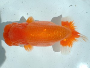 倉敷らんちゅう会 一席 倉敷市 加藤弘志 倉敷らんちゅう会 一席 倉敷市 加藤弘志