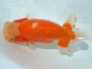 倉敷らんちゅう会 二席 倉敷市 白川成也 倉敷らんちゅう会 二席 倉敷市 白川成也