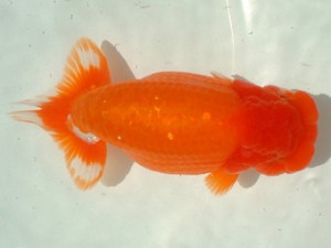 倉敷らんちゅう会 三席 広島市 岡田義則 倉敷らんちゅう会 三席 広島市 岡田義則