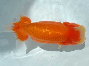 倉敷らんちゅう会 一席 倉敷市 加藤弘志 倉敷らんちゅう会 一席 倉敷市 加藤弘志