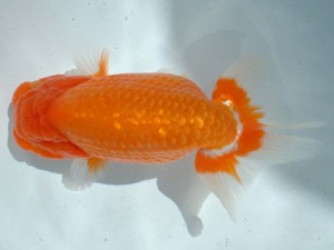 倉敷らんちゅう会 二席 倉敷市 大熊正人 倉敷らんちゅう会 二席 倉敷市 大熊正人