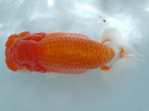 倉敷らんちゅう会 一席 周南市 内山敏男 倉敷らんちゅう会 一席 周南市 内山敏男