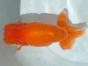 倉敷らんちゅう会 二席 倉敷市 河合孝志 倉敷らんちゅう会 二席 倉敷市 河合孝志